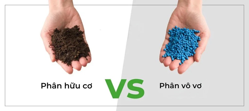 Bảng So Sánh Tổng Quan: Công Nghệ NPK Hóa Học vs. Hữu Cơ Vi Sinh